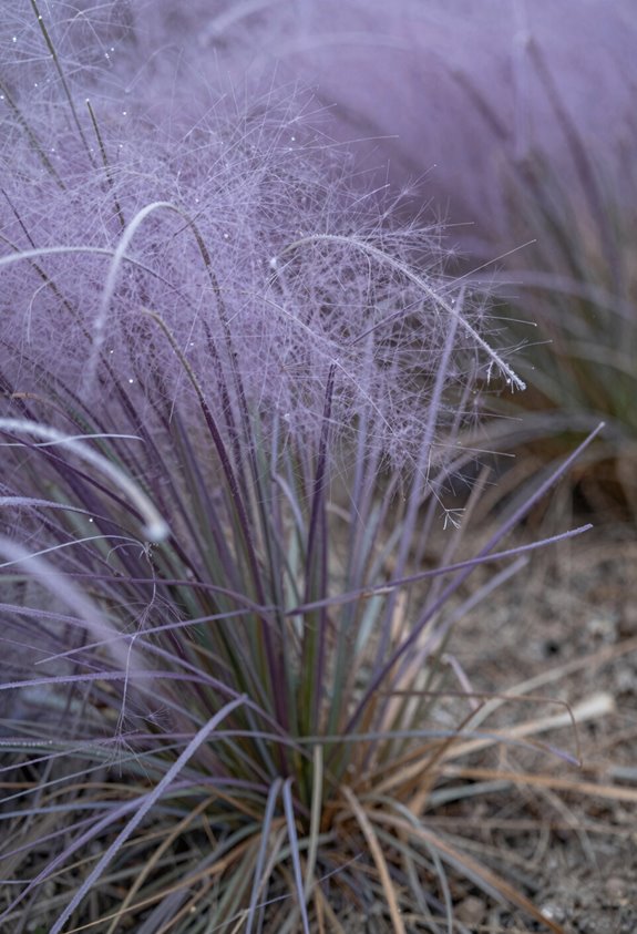 How Will Purple Fountain Grass Survive Winter? 2 purple fountain grass isn t winter hardy below zone 8