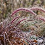 purple fountain grass winter survival strategies
